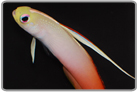Firefish